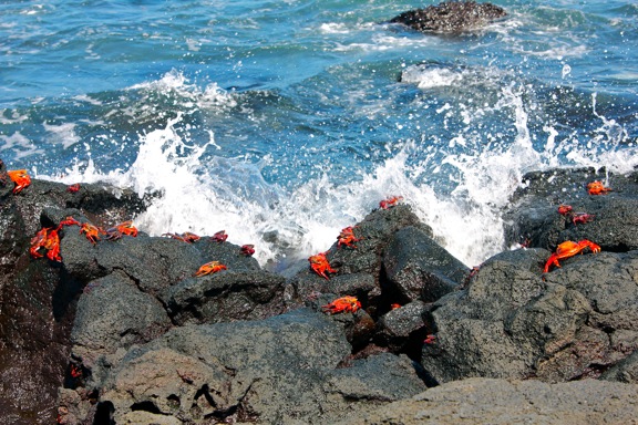 galapagos crabs GALAPAGOS ISLANDS DAY 2  Photo Gallery